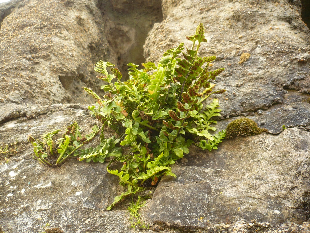 Asplenium marinum (Aspleniaceae)